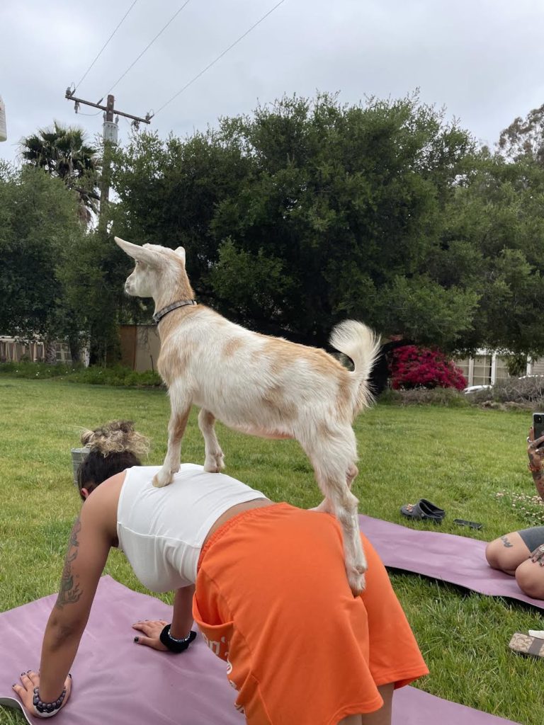 Goat Yoga – The Goat Yard