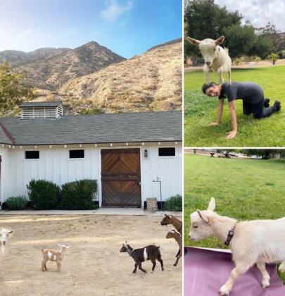 Malibu Goats: Goat Yoga In Malibu (LA)