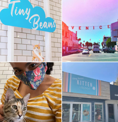 Tiny Beans Kitten Lounge: Kitten Heaven In LA (Cat Cafe Lounge)