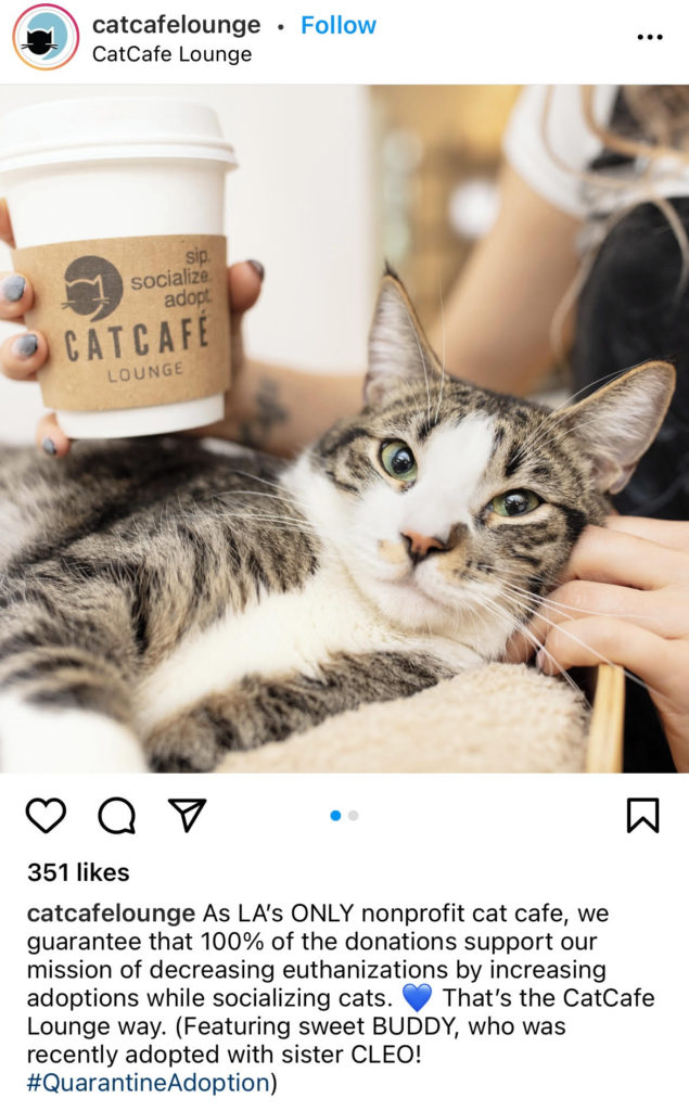 Adopt From CatCafe Lounge - CATCAFE LOUNGE