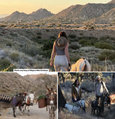 Mojave Mini Donkeys — An Unforgettable Hike Near Joshua Tree